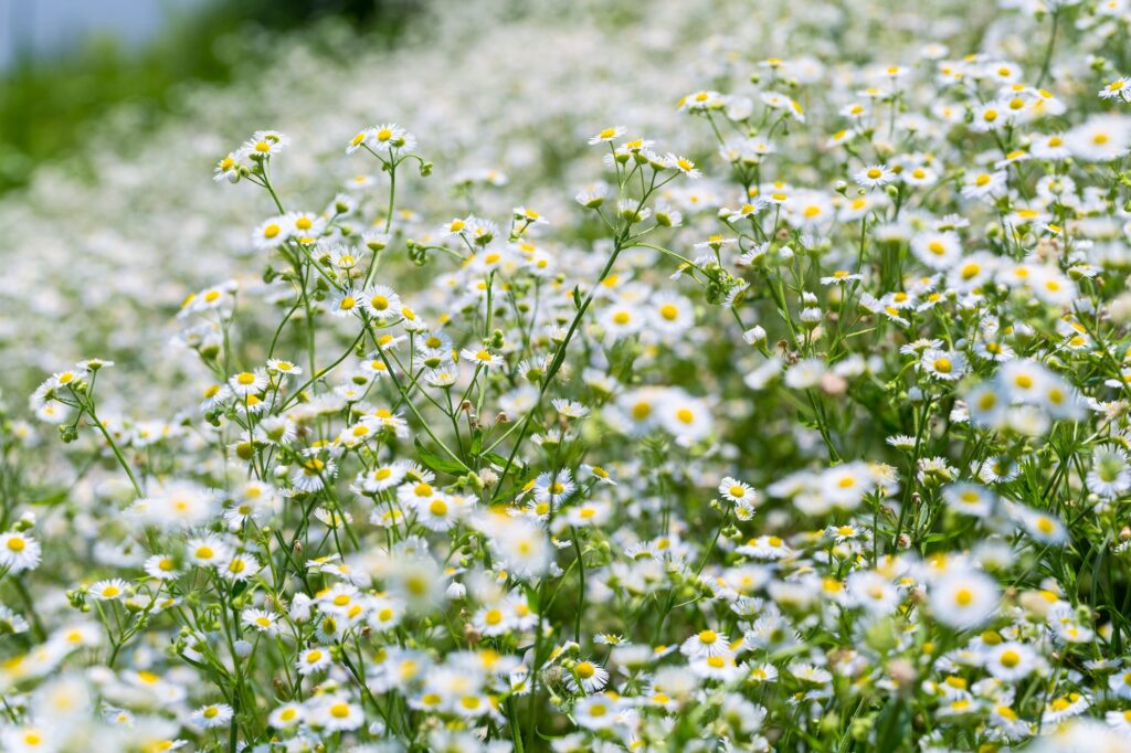 erigeron annuus in summer