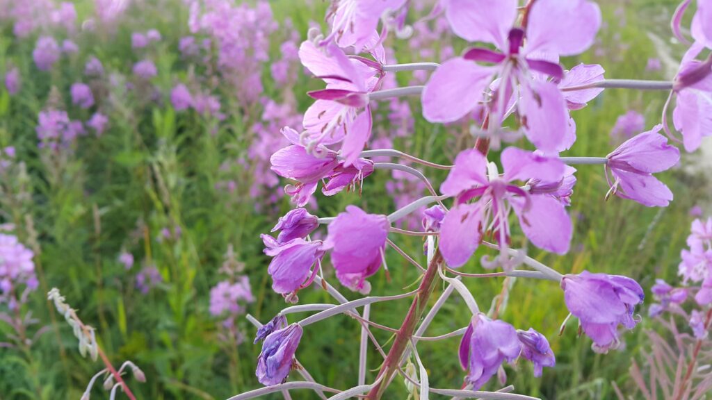 fireweed epilobium angustifolium in bloom