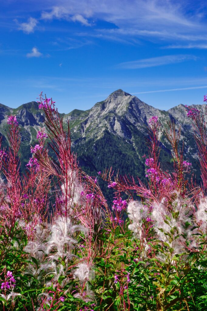 flowering of epilobium angustifolium