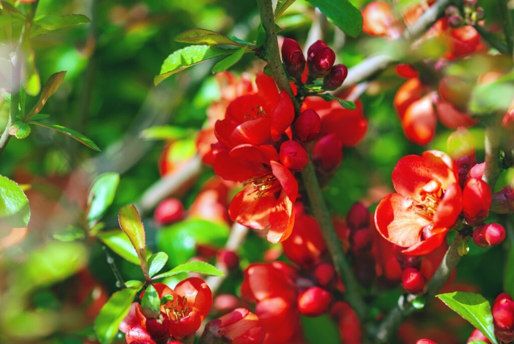 flowering quince in red flowers chaenomeles japonica blooming in spring