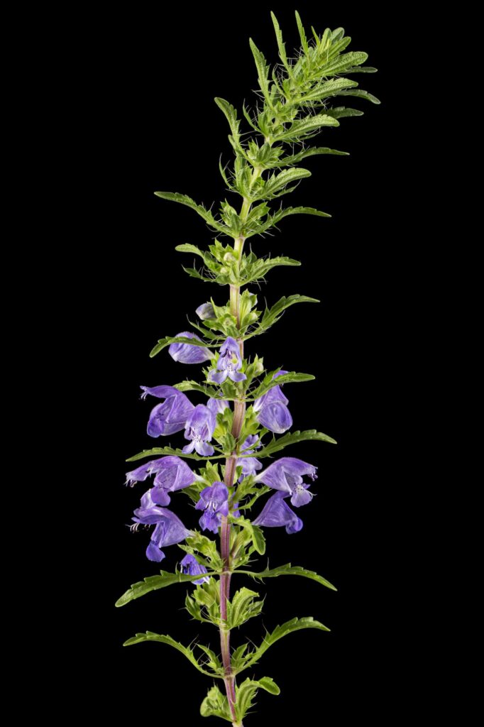 flowering twig of moldavian dragonhead lat dracocephalum moldavica isolated on black background