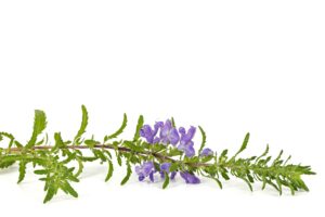 flowering twig of moldavian dragonhead lat dracocephalum moldavica isolated on white background