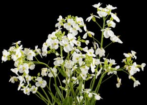 flowers of arabis isolated on black background 1