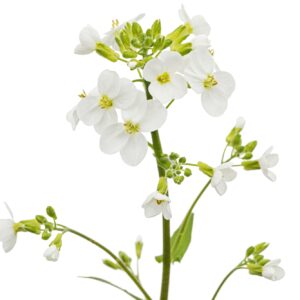 flowers of arabis isolated on white background