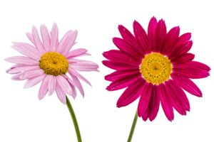 flowers of pyrethrum isolated on white background 1