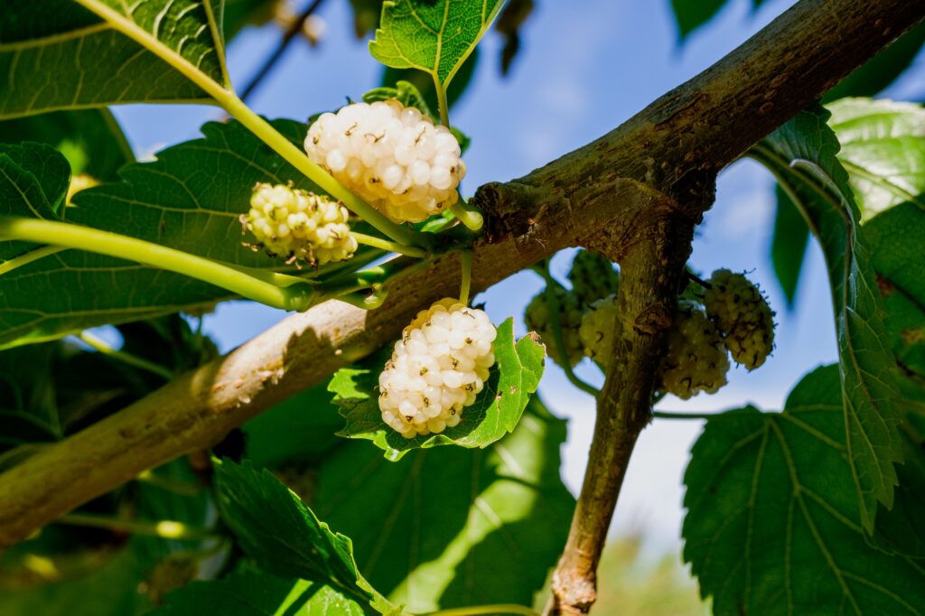 fruit of morus alba white mulberry rich wild berry