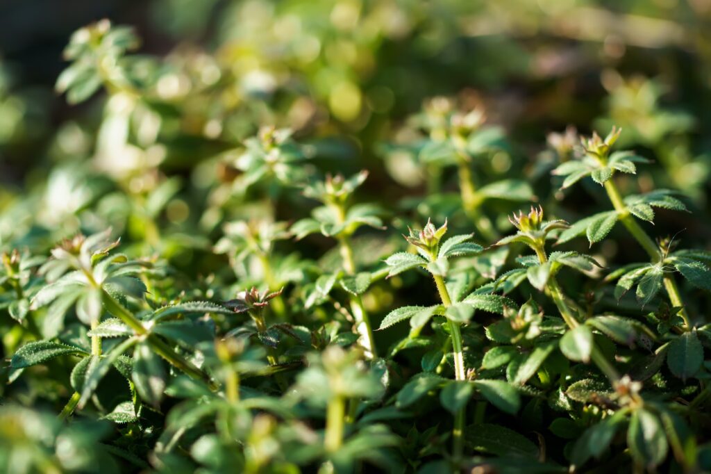 galium aparine cleavers catchweed stickyweed robin run the hedge sticky willy sticky willow