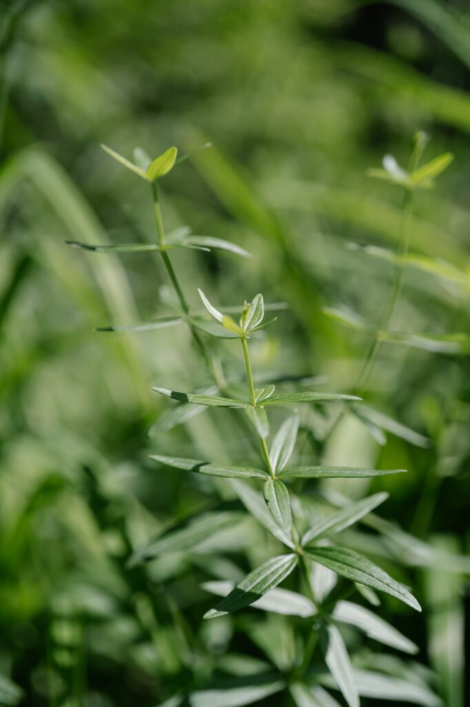 galium boreale on a green natural blurred background 1 1