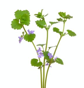 glechoma hederacea flowers 1