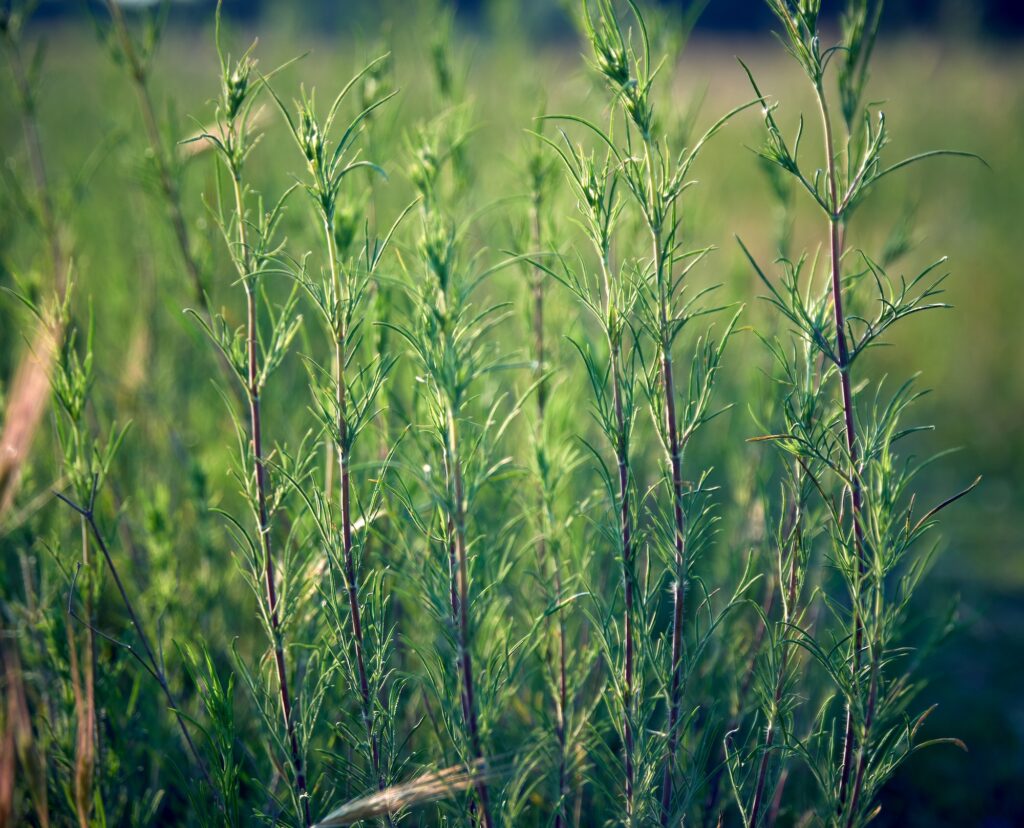 green stems of the galium verum