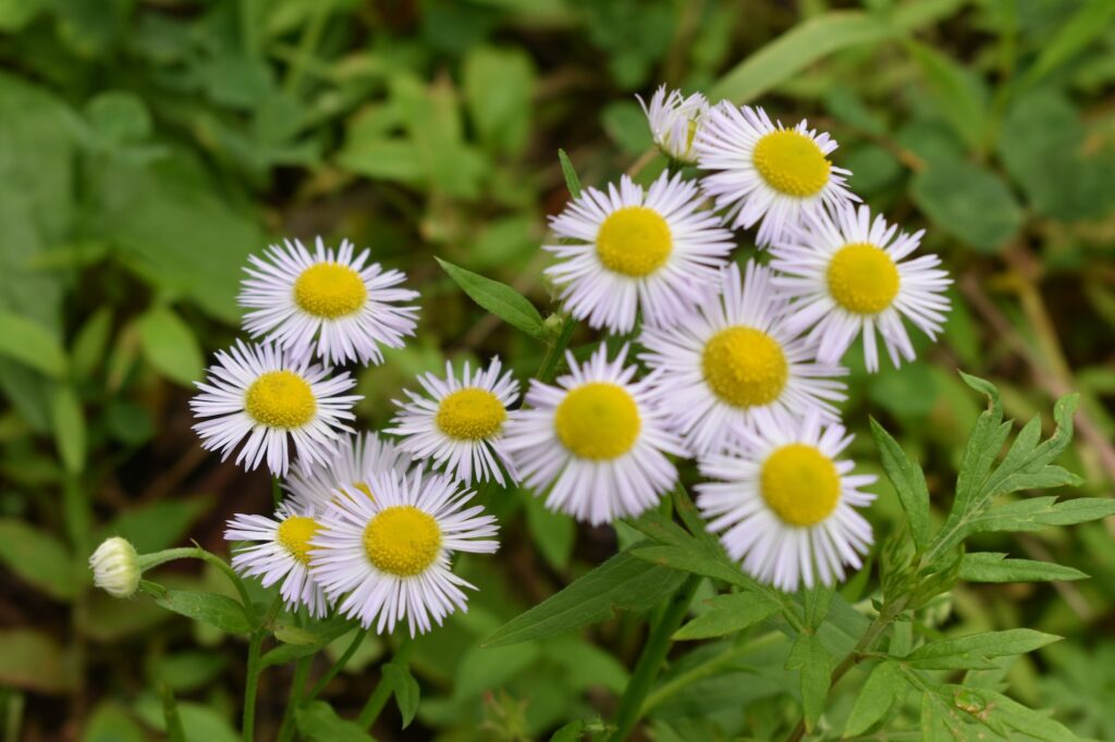 group of daisy fleabane flowers growing in the garden