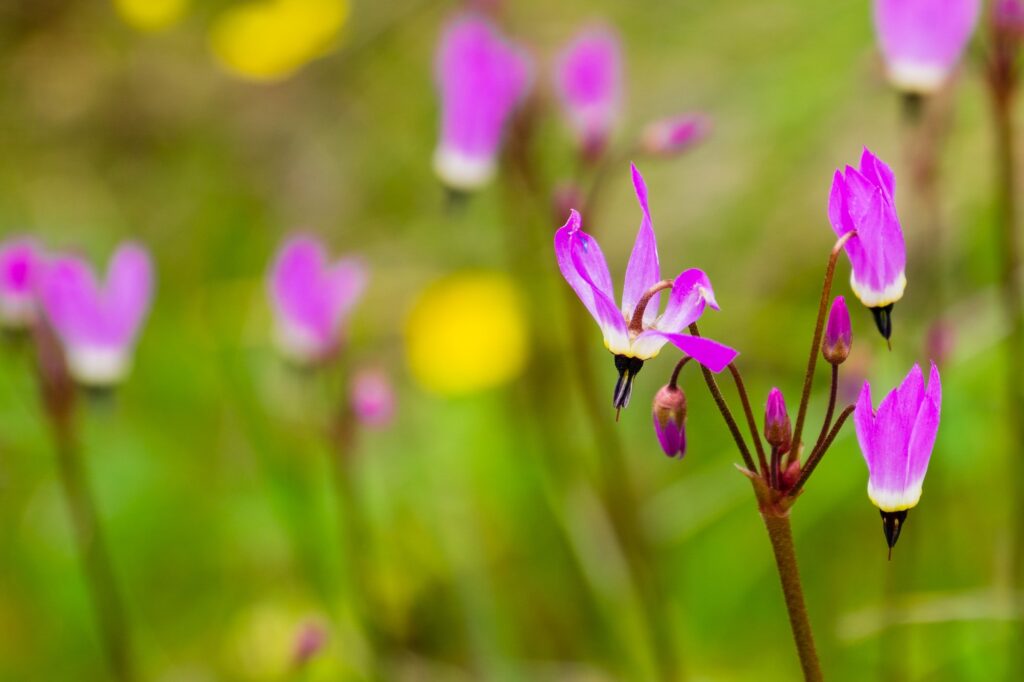 henderson s shooting star wildflower