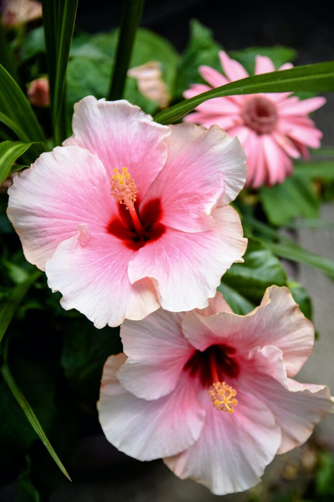 hibiscus