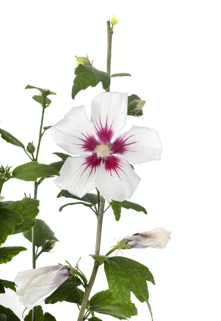 hibiscus syriacus in studio