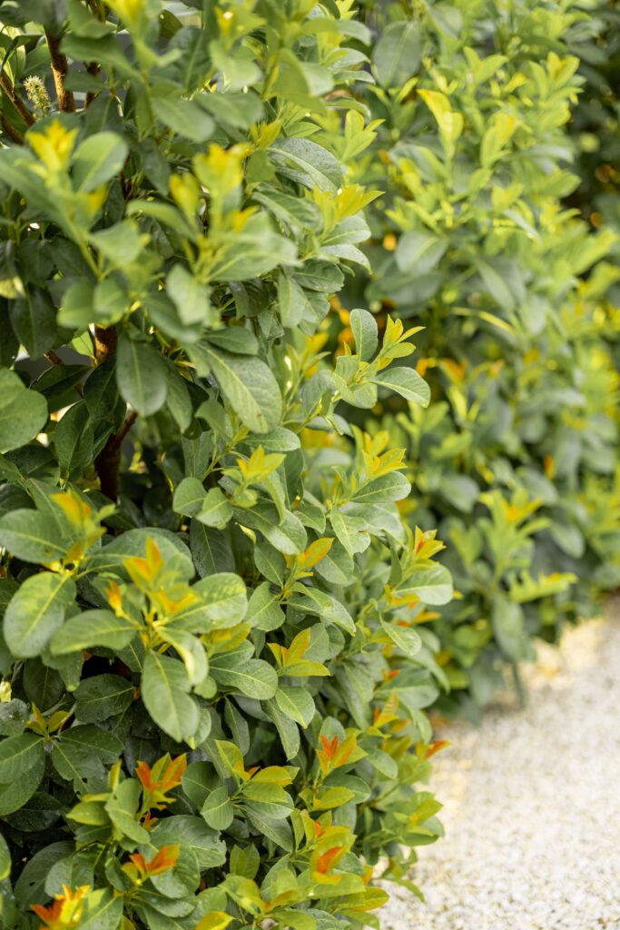 laurel evergreen bushes