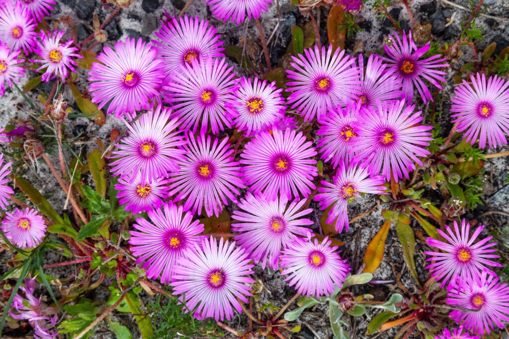 mesembryanthemums in table mountain national park