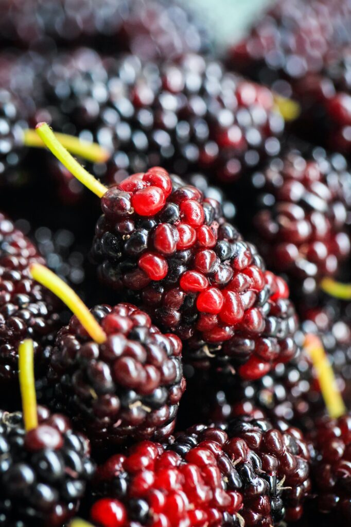 mulberry fruit closeup