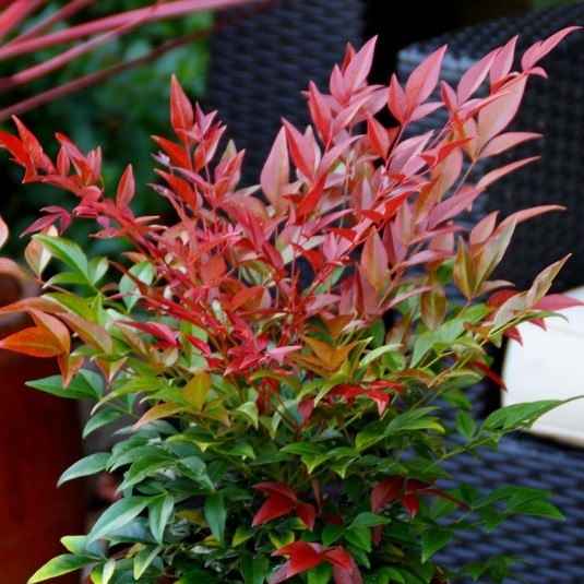 nandina domestica obsessed bambou sacre obsession