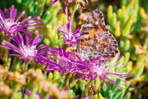 painted lady vanessa cardui butterfly on a flower