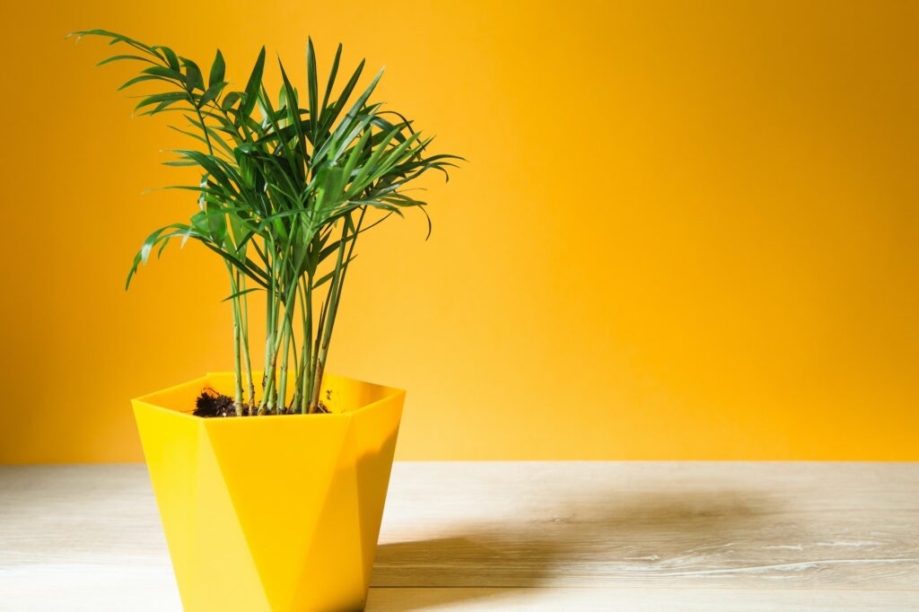 palm hamedorea bamboo in a pot house plants close up hovea tropical plant care and cultivation