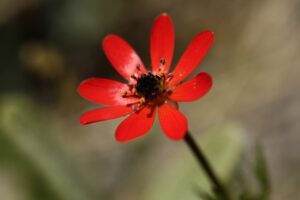 red flower pheasant s eye adonis flammea