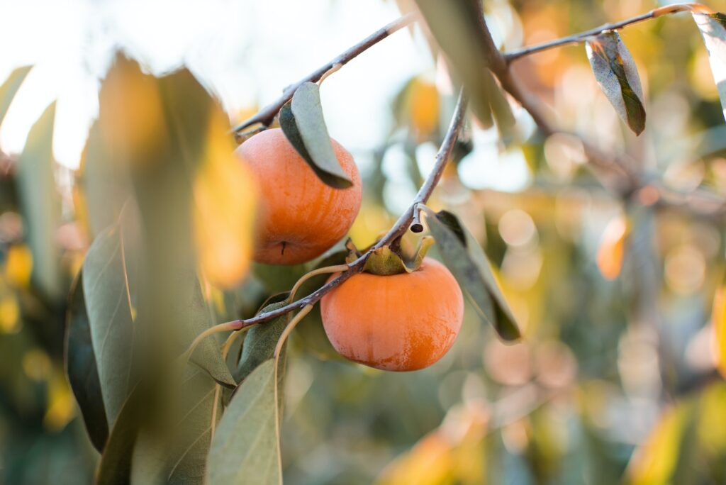 ripe persimmons growing outdoor in garden