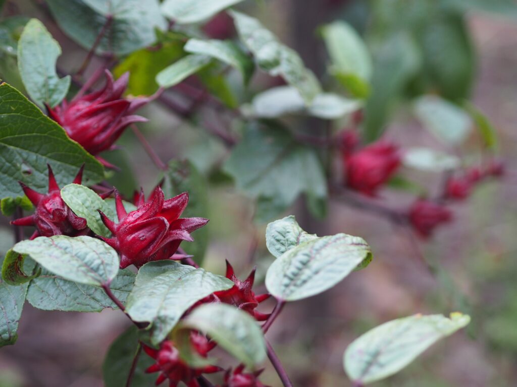 roselle hibiscus sabdariffa red fruit flower blooming in garden nature background selective focus