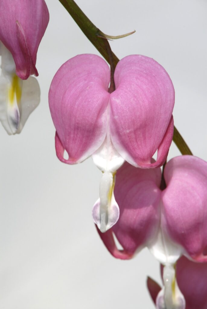 selective focus of the beautiful asian bleeding heart pink flower