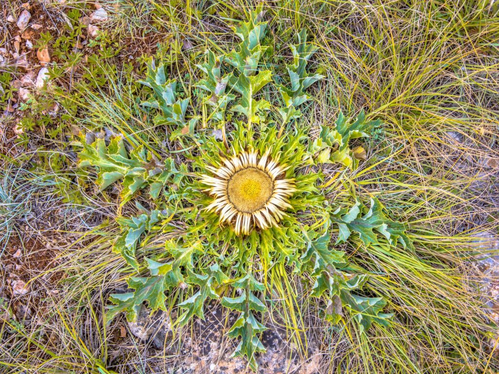 stemless carline thistle