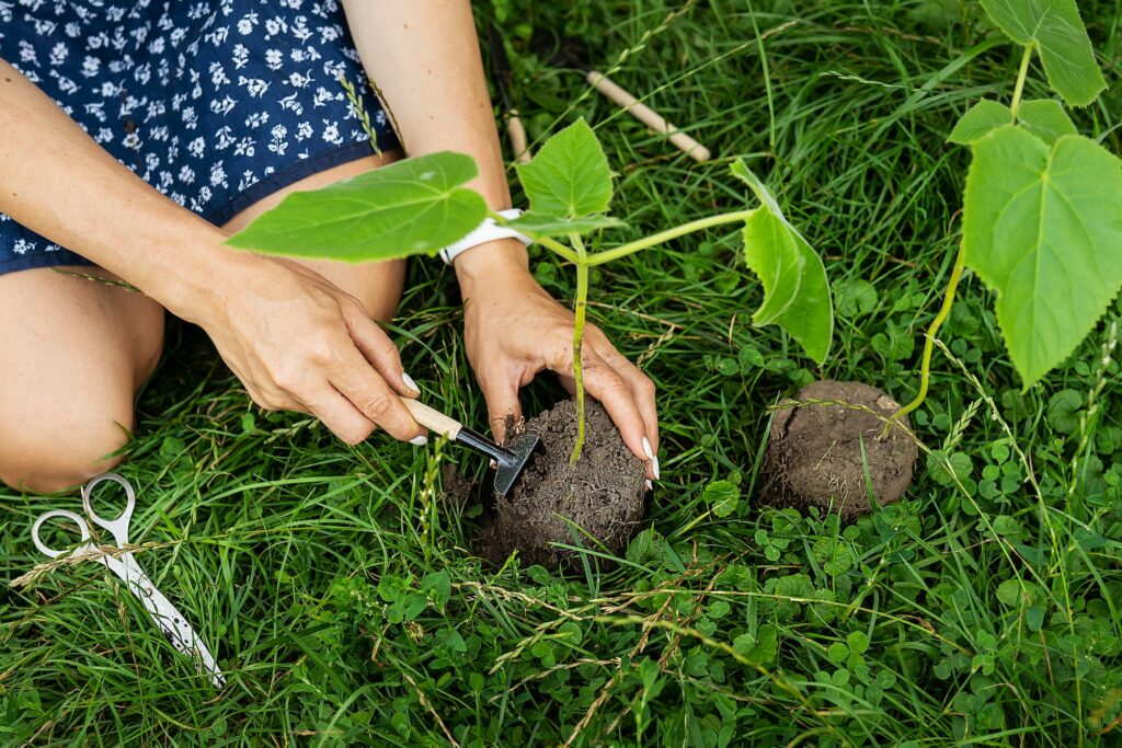 the process of planting paulownia the root system in the hands of the gardener