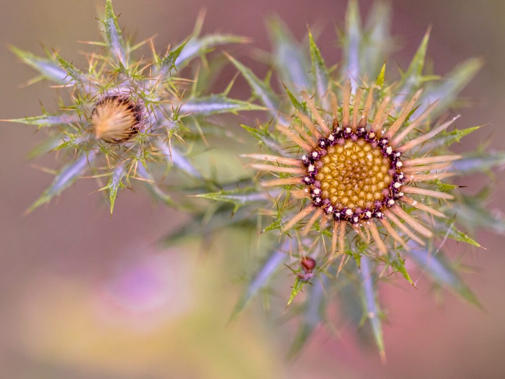 thistle flower artistic scene