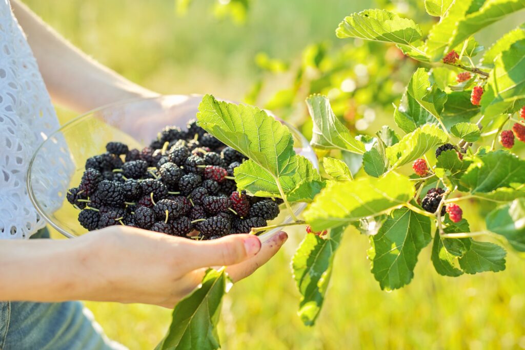 woman hand holding ripe berries mulberries garden with mulberry tree