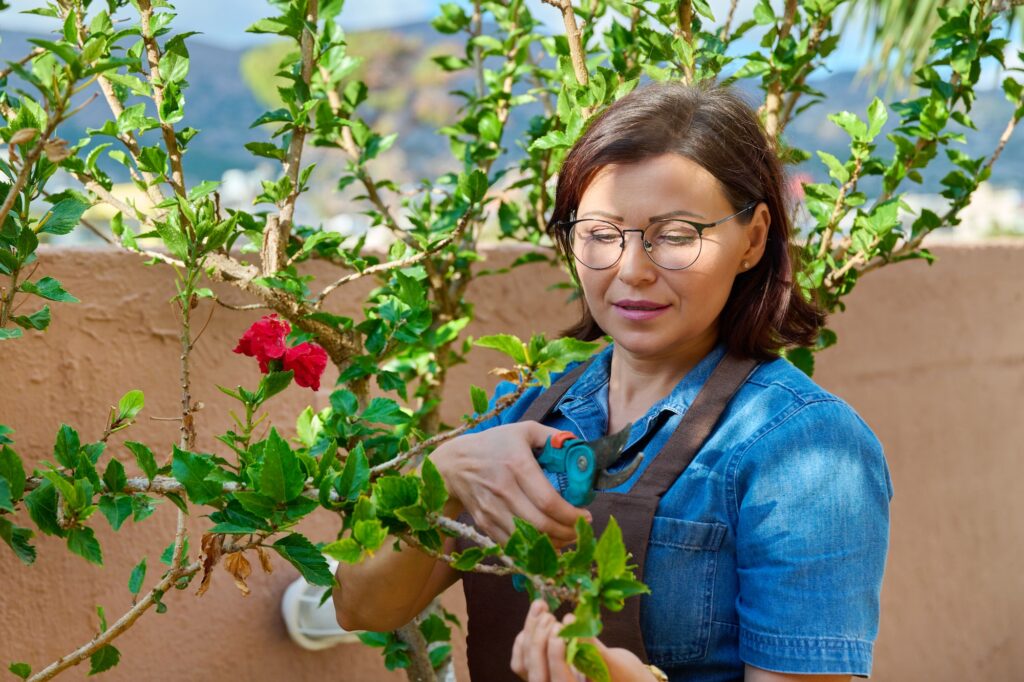 woman in garden with pruner caring for plant with flowering hibiscus bush