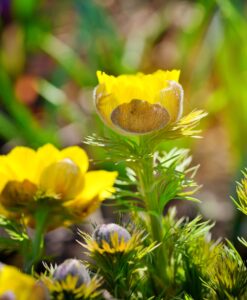 yellow flowers of adonis adonis vernalis 1 2