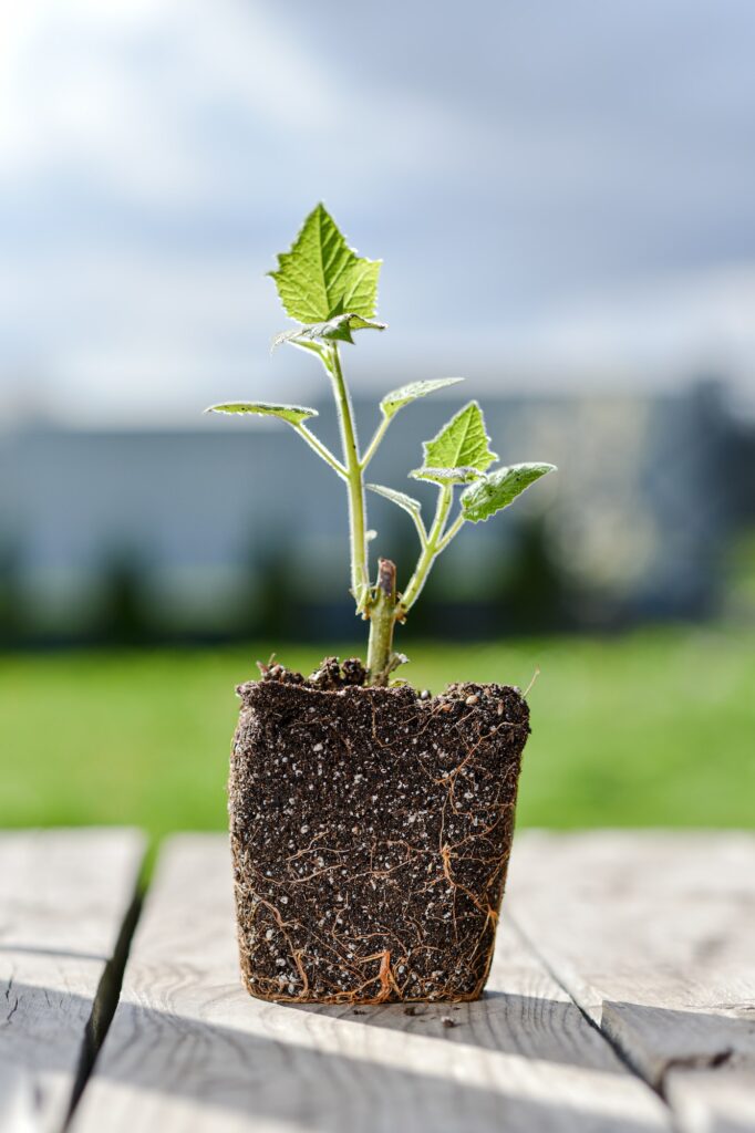 young green sprout of a paulownia tree is ready for planting