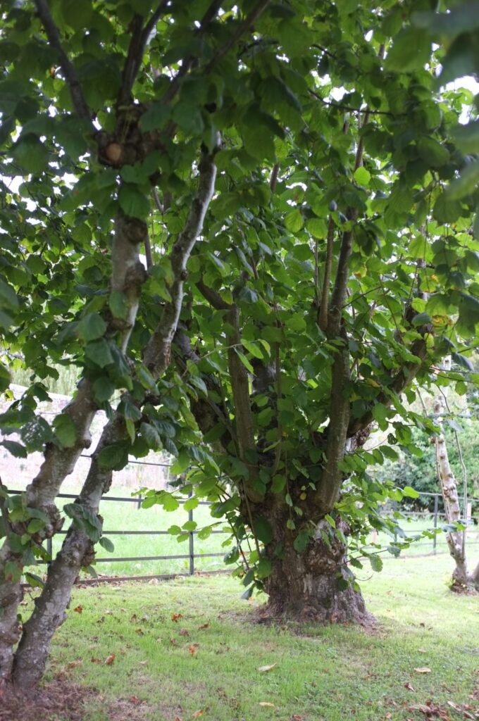 Liska nejvetsi Corylus maxima