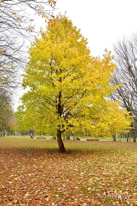 Liska turecka Corylus colurna