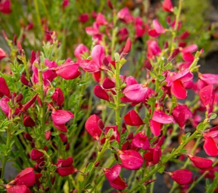 Čilimník - varieta Bloosom Ruby