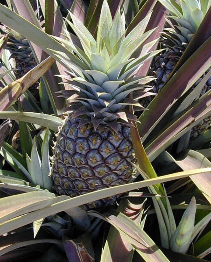 Ananas