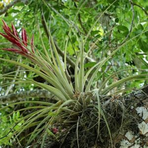 Bromélie tillandsia