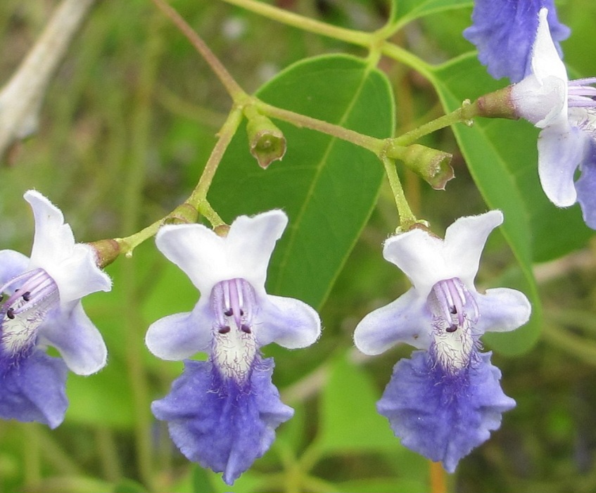 Drmek Vitex buchananii - květenství