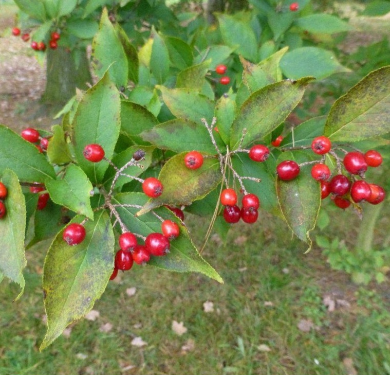 Blýskalka chlupatá - plody