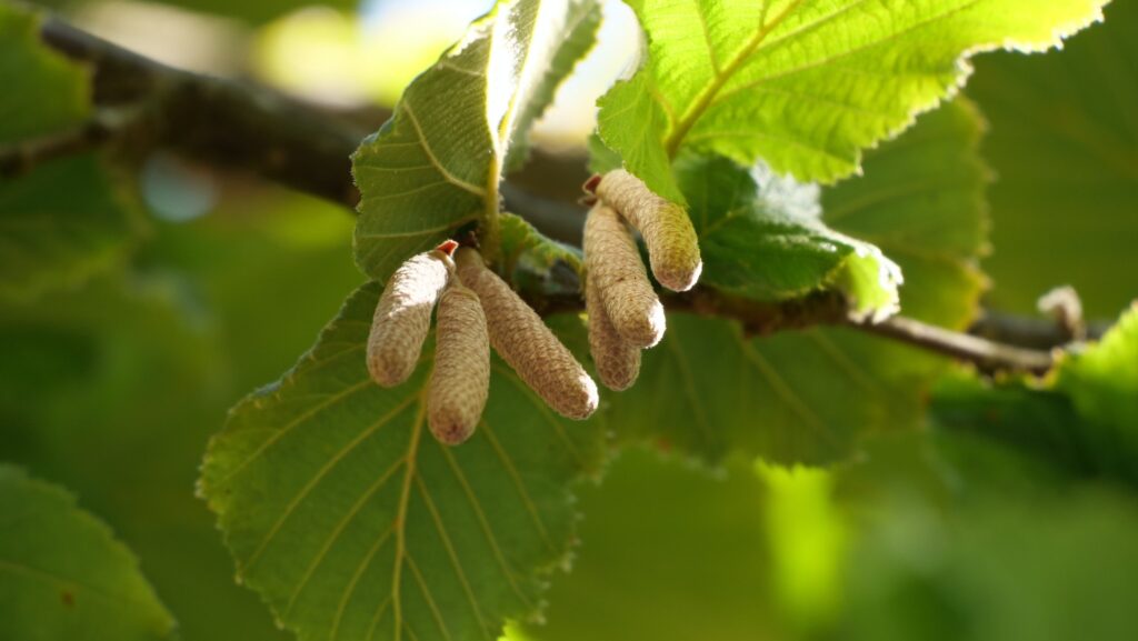 closeup shot of common hazel corylus avellana