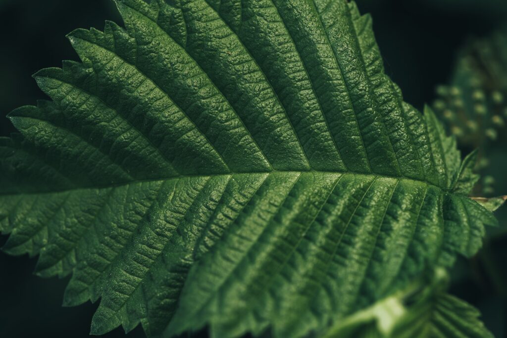 full frame image of green hazelnut leaf background