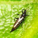 strapka thrips