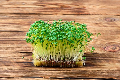 sprouts of mustard plant on wooden background 1 1