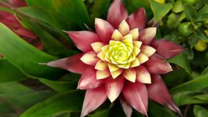 Beautiful Bromeliad flower