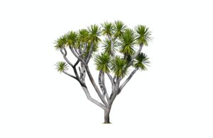 Beautiful Spineless yucca tree on isolated white background with clipping path