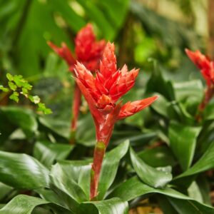 Blooming red bromeliads in botanical park close-up