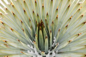 Chaparral Yucca detail